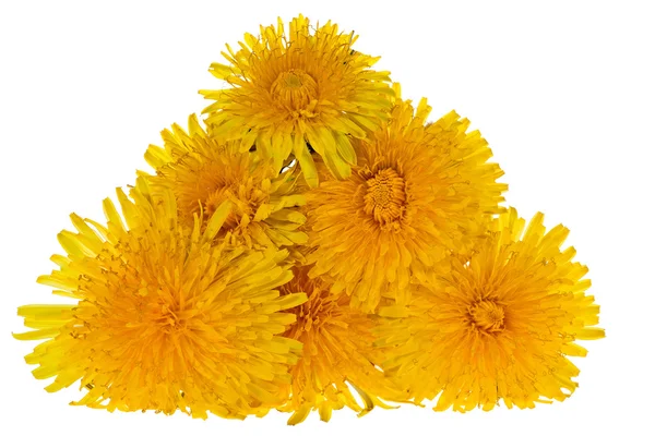 Group of yellow bright dandelions — Stock Photo, Image