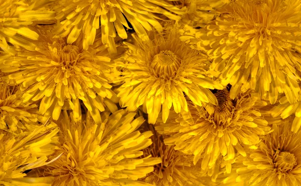 Contrast background with yellow dandelions — Stock Photo, Image