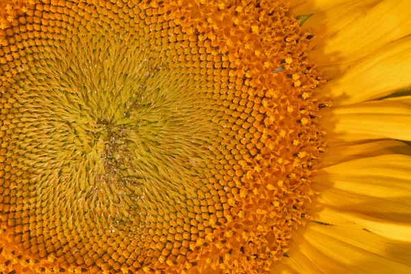 黄色的向日葵中心背景 — 图库照片