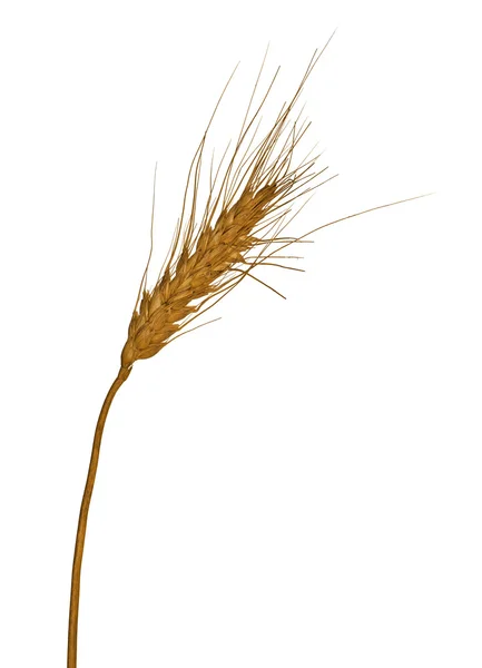 Одиночне вухо пшениці ізольовано на білому — стокове фото