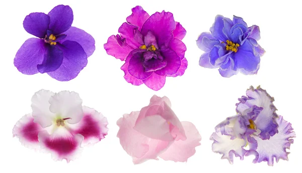 Sechs isolierte violette Blüten — Stockfoto