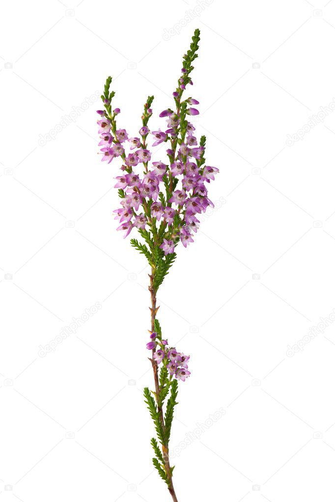 Purple isolated heather branch