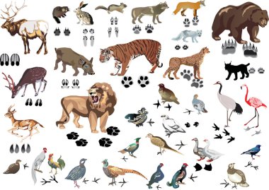 set of animals and its tracks clipart