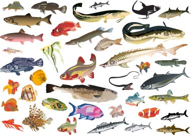 large set of isolated color fishes clipart