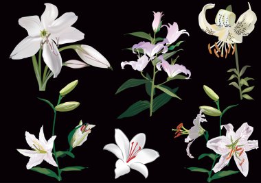 six white lily collection clipart