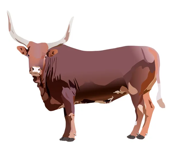 Illustration avec taureau unique — Image vectorielle