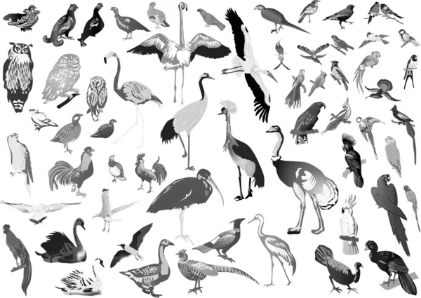 Gray birds large collection on white — Stock Vector