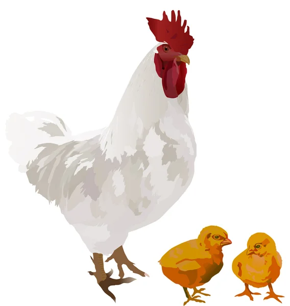 Lichthahn und zwei Hühner auf weiß — Stockvektor
