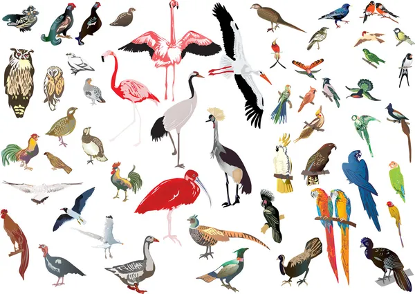 Farbvögel große Sammlung auf weiß — Stockvektor
