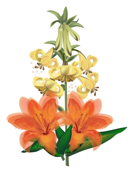 Květiny izolované oranžová a bílá lilie — Stockový vektor