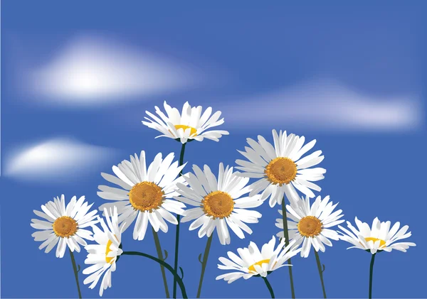 Camomiles flowers on blue sky background — Stock Vector