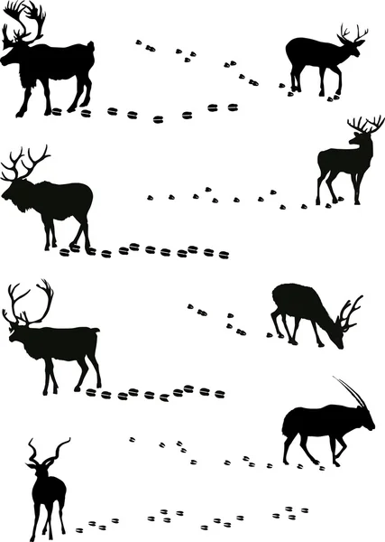 Deers and its tracks isolated on white — Stock Vector