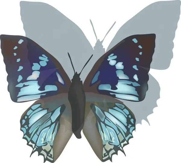Blauer Schmetterling und Schatten isoliert auf weißem Grund — Stockvektor