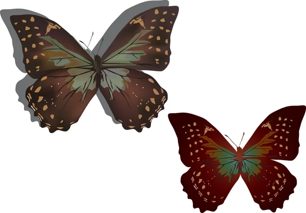 2 つの孤立した茶色の蝶 — ストックベクタ