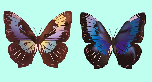 Zwei dunkle Schmetterlinge auf blau — Stockvektor