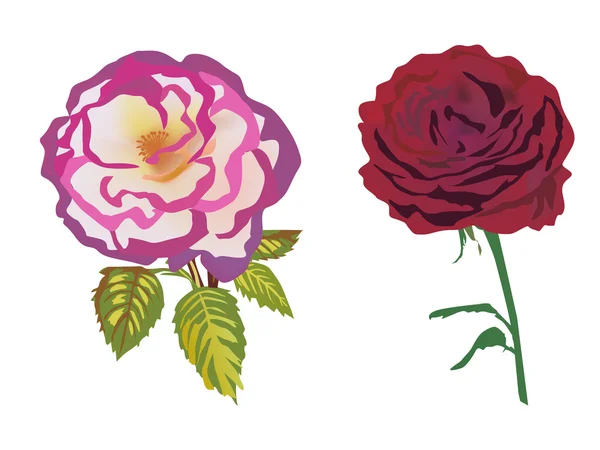Due fiori di rosa isolati su bianco — Vettoriale Stock