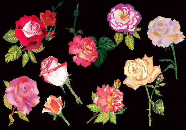 Dziewięć kwiatów róży na czarny — Wektor stockowy