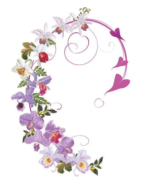Orchid flowers curl isolated on white — Stock Vector