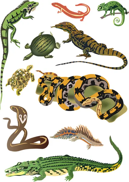 Коллекция рептилий и амфибий — стоковый вектор