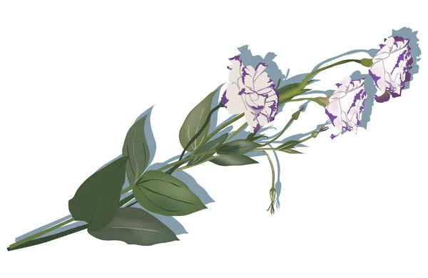 Fiore viola chiaro con ombra isolata su bianco — Vettoriale Stock