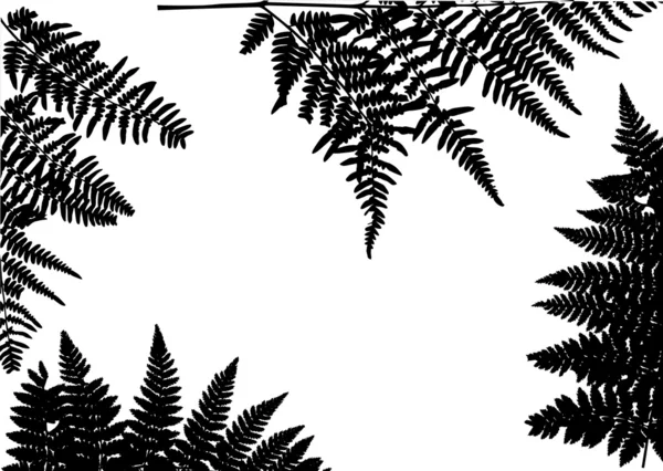 Composición de marco de helecho negro — Archivo Imágenes Vectoriales