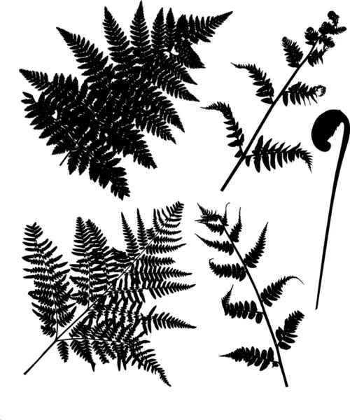 Ensemble de silhouettes de fougères isolées sur blanc — Image vectorielle