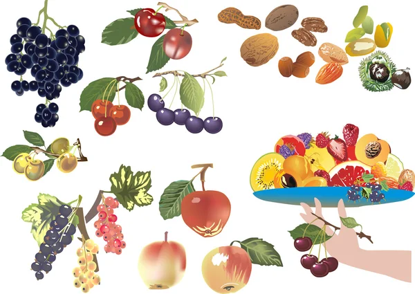 Mogna frukter isolerad på vit samling — Stock vektor