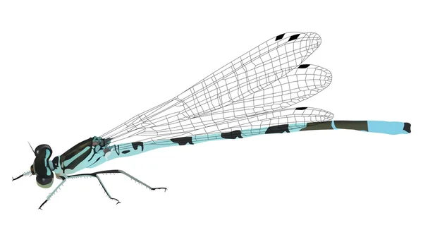 Illustration avec libellule bleue — Image vectorielle