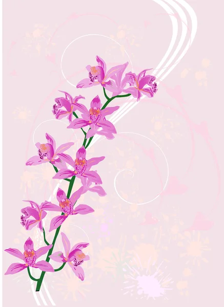 Ramo com flores de orquídea rosa —  Vetores de Stock