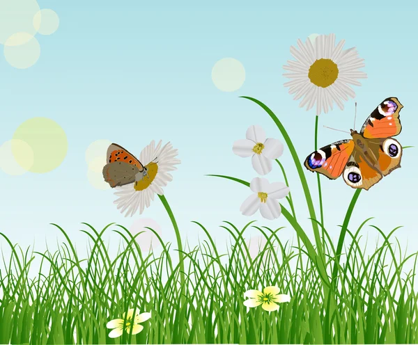 Flores de camomila e duas borboletas — Vetor de Stock