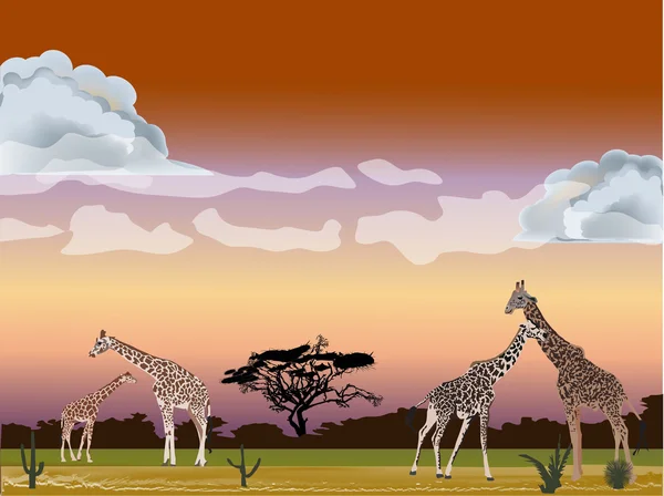 Четыре жирафа в саванне — стоковый вектор