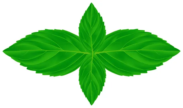 Four mint leaves illustration — Stock Vector