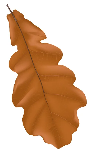 Abbildung mit braunem Eichenblatt — Stockvektor