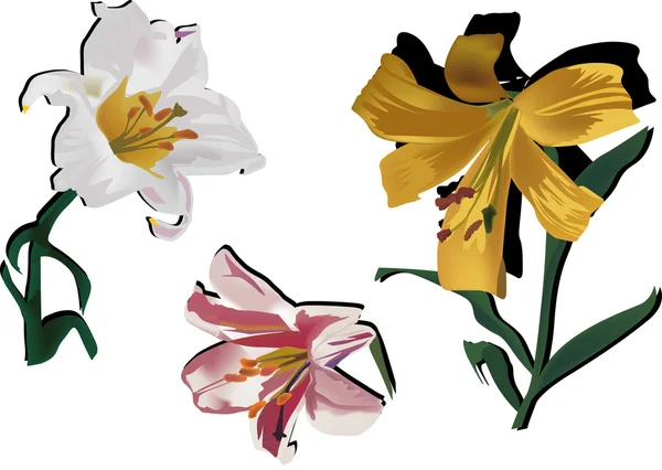 Tre fiori di giglio di colore isolati su bianco — Vettoriale Stock