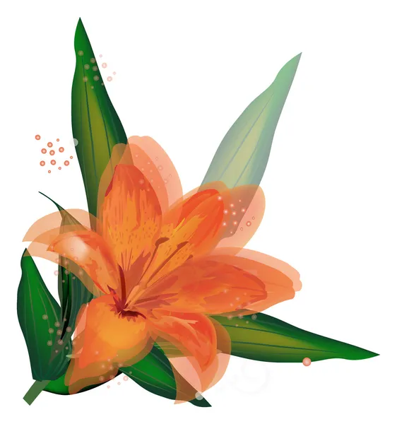 Única flor de lírio laranja isolada — Vetor de Stock