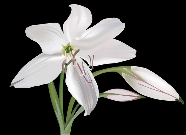 Egyetlen fehér liliom virág elszigetelt fekete — Stock Vector