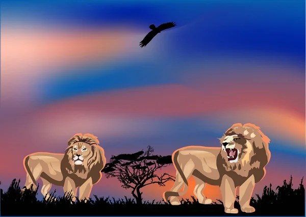 Günbatımında iki aslan — Stok Vektör