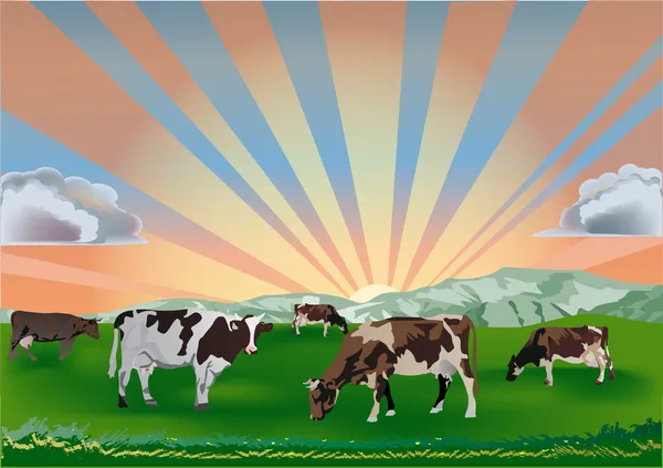 Cows on green field at sunset — Stock Vector