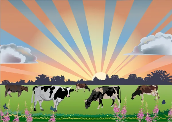 Drove of cows on field — Stock Vector