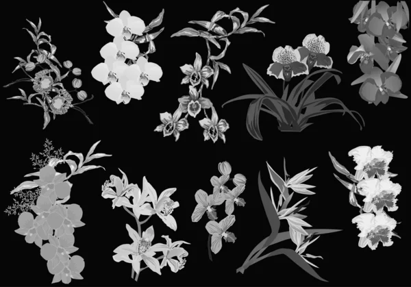Sett med grå orkideer – stockvektor