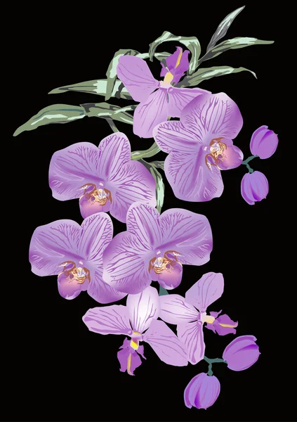 Lilac orchid flowers on black background — Stock Vector