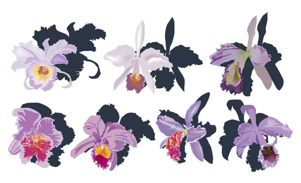 Six lilac orchids with shadows — Stock Vector