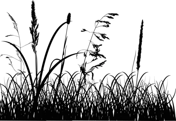 Fall grass silhouettes isolated on white — Stock Vector