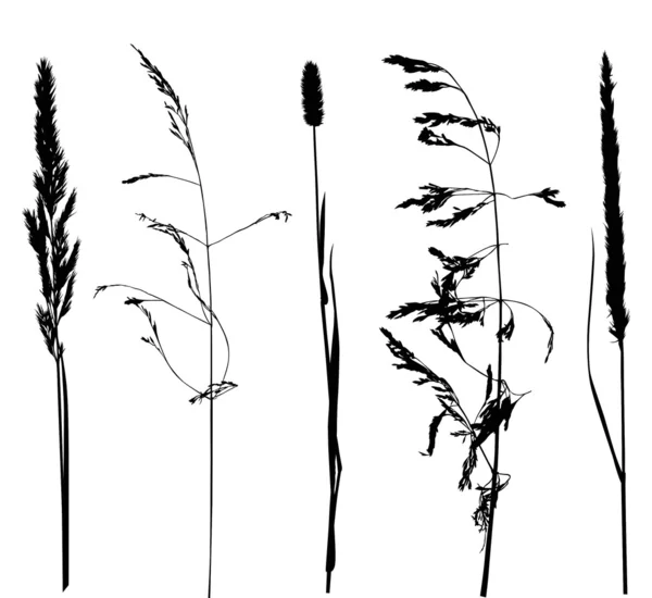 Set aus fünf Pflanzensilhouetten — Stockvektor