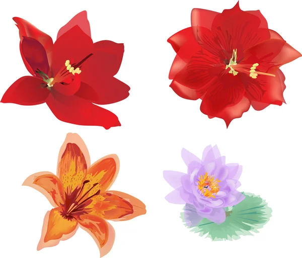 Collection of lily family flowers isolated on white — Stock Vector