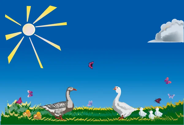 Сельскохозяйственные птицы на поле под солнцем — стоковый вектор