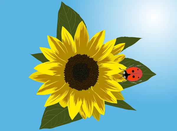 Rood ladybug op gele zonnebloem — Stockvector