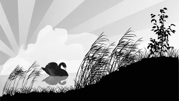 Paisagem com cisne preto no lago — Vetor de Stock