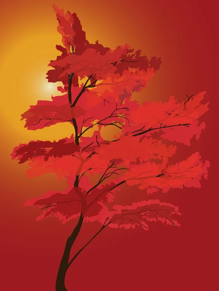 Érable rouge sur fond de coucher de soleil — Image vectorielle