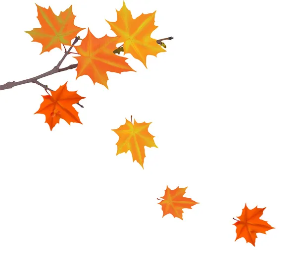 Orange autumn maple tree branch — Stock Vector